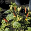 Khám Phá "Pepper Family": Hành Trình Đầy Biến Động và Ý Nghĩa Gia Đình