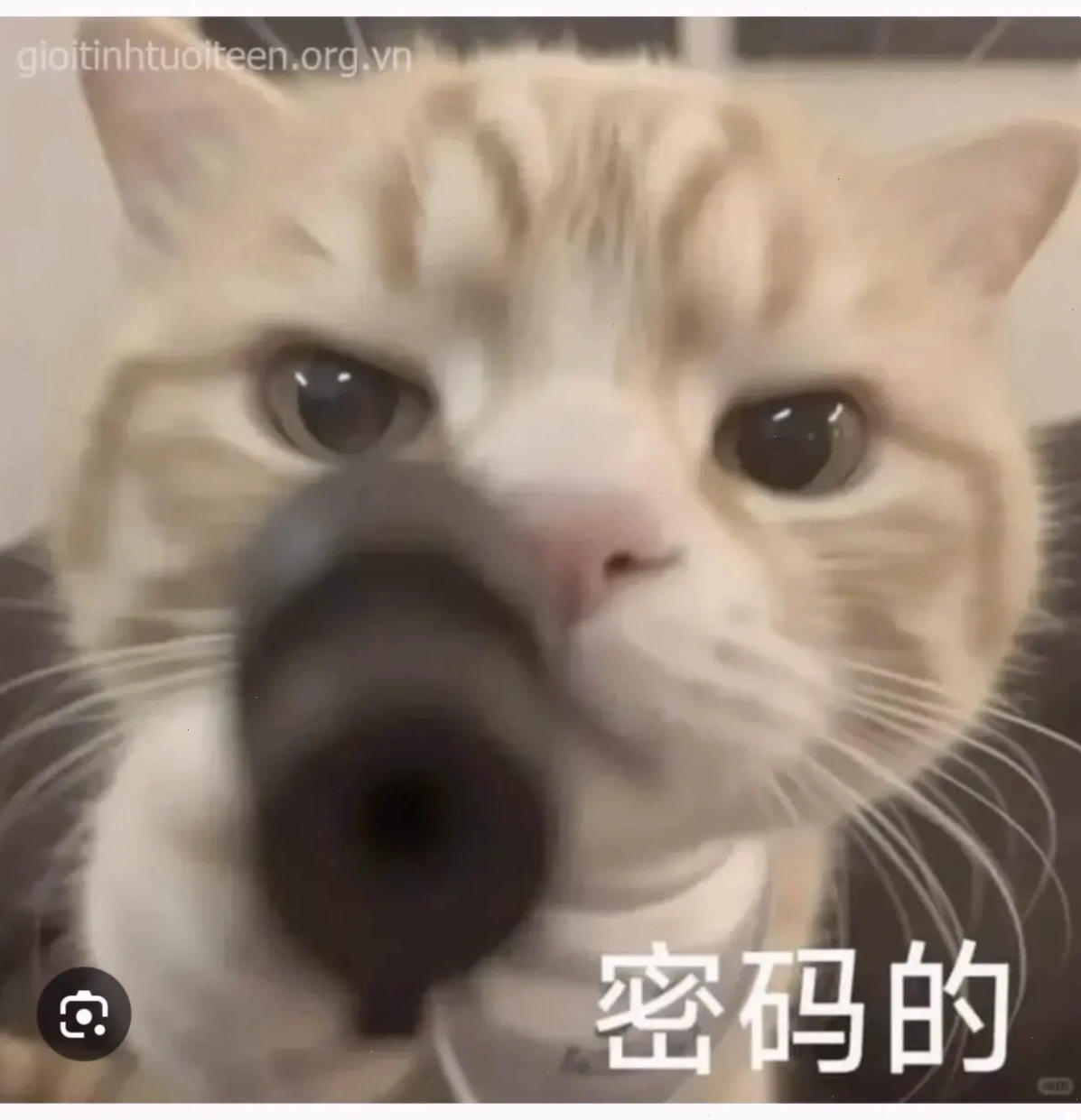 Ảnh bìa của Chan t đi:3 có thể liên quan đến Tình Yêu Méo Mó