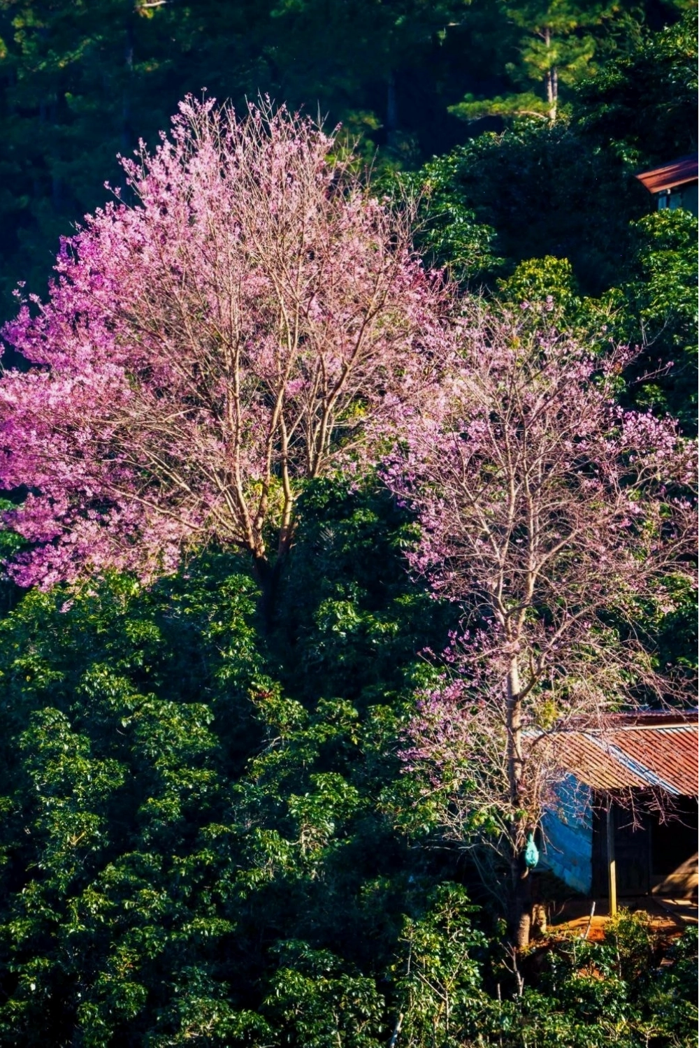 Cận cảnh một cành hoa anh đào với những cánh hoa mỏng manh