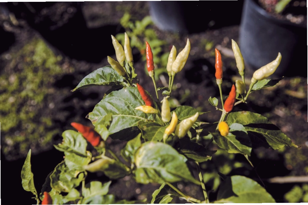 Cây ớt chuông Capsicum Frutescens, một hình ảnh gợi nhắc đến tên gọi của "Pepper Family"