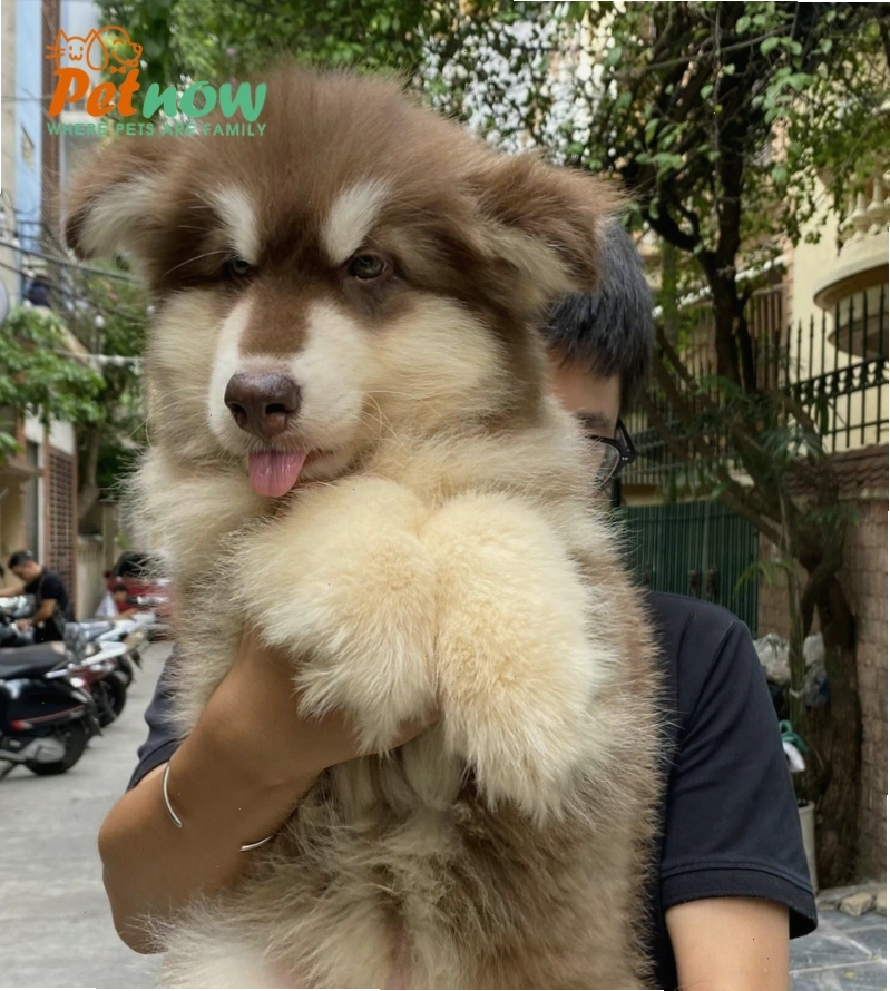 Chó Alaska dòng Giant màu nâu đỏ oai vệ