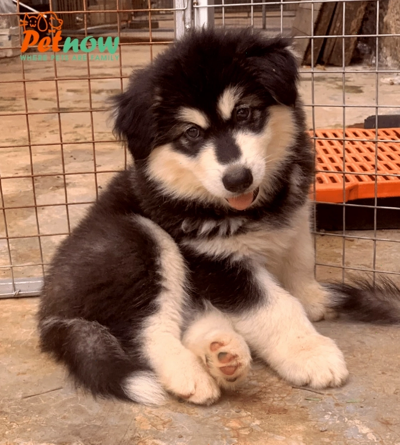 Chó Alaska màu đen trắng tiêu chuẩn
