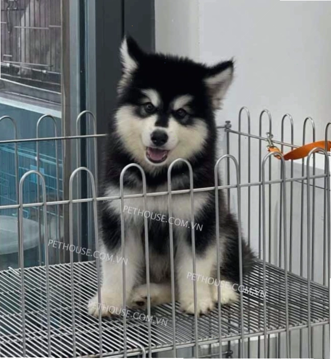 Chó Alaska màu đen trắng truyền thống