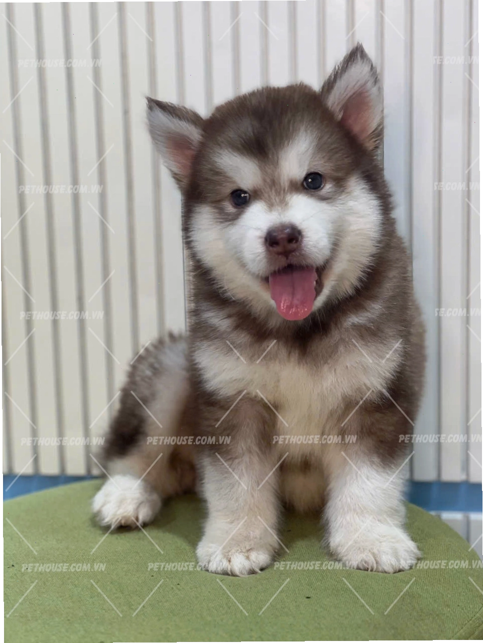 Chó Alaska màu hồng phấn cực hiếm