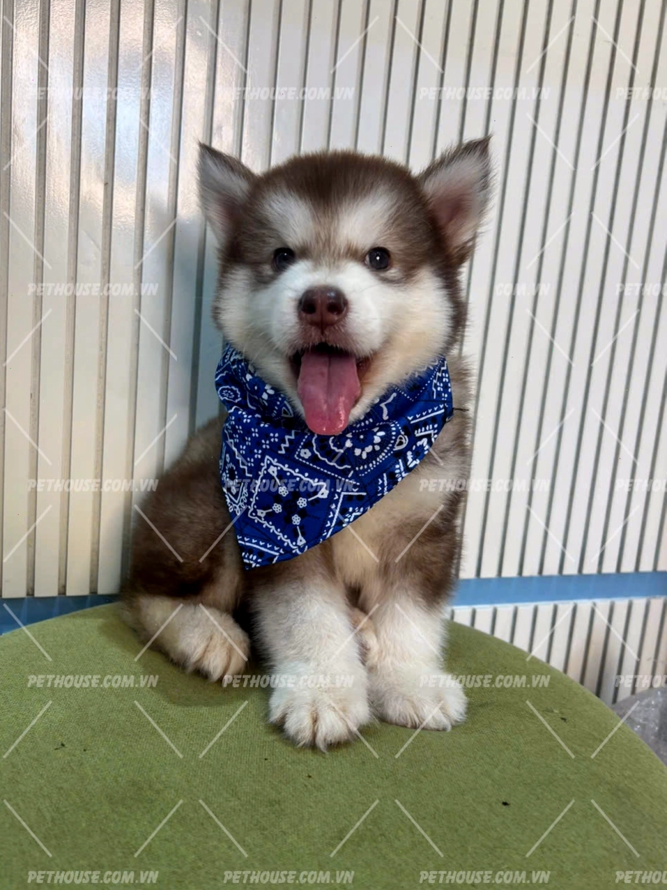 Chó Alaska màu hồng phấn quý hiếm