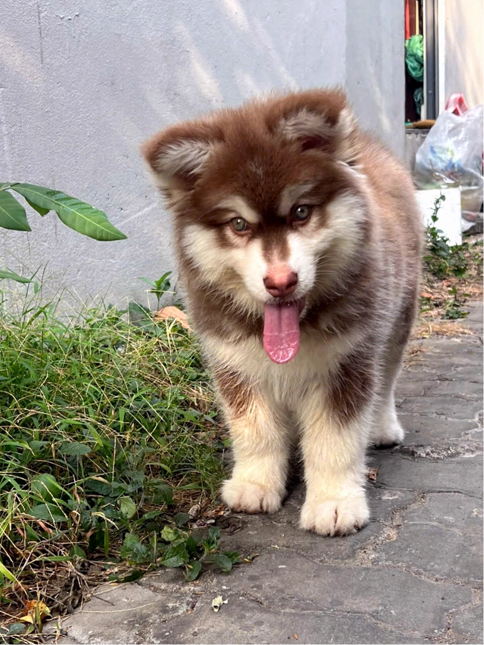 Chó Alaska màu nâu đỏ cực đẹp