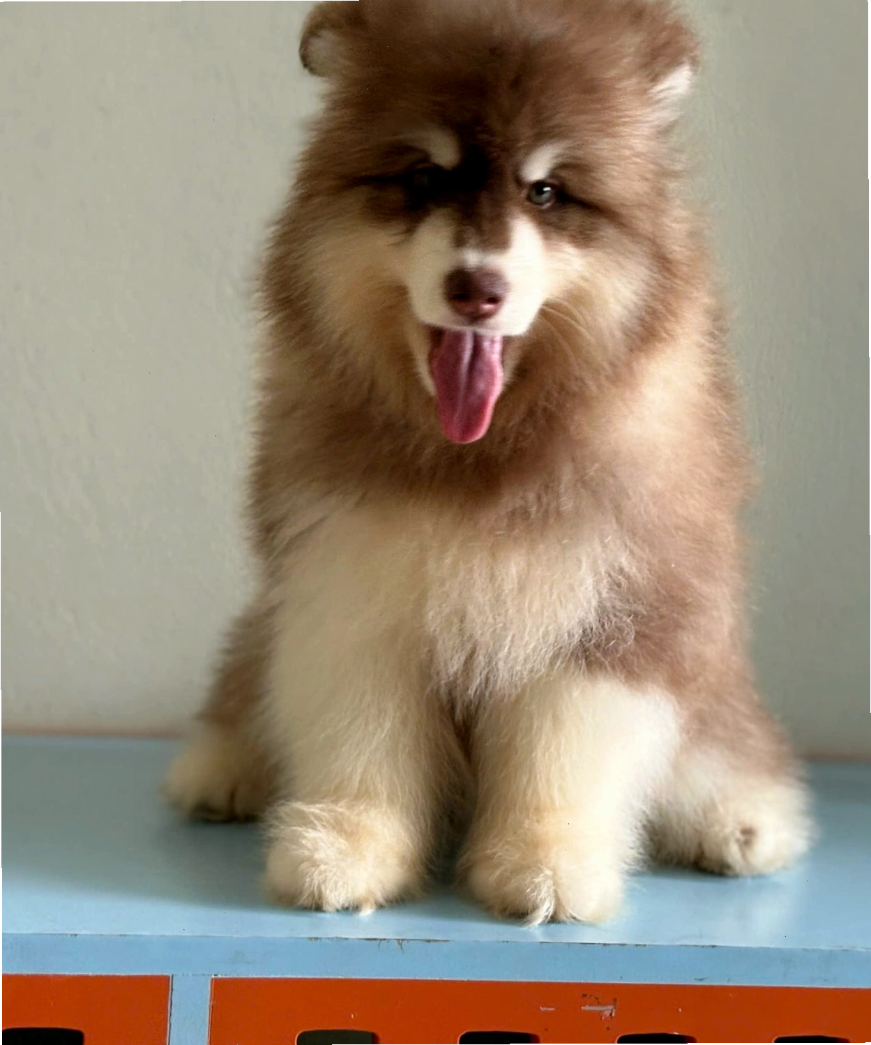 Chó Alaska màu nâu đỏ đẹp mắt với bộ lông dày