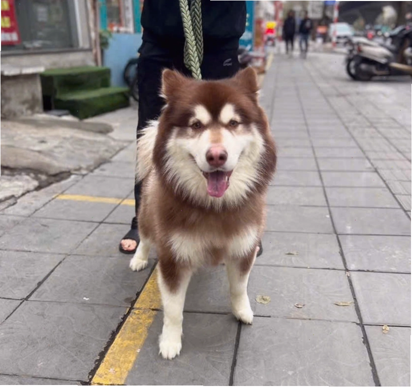 Chó Alaska trưởng thành dũng mãnh