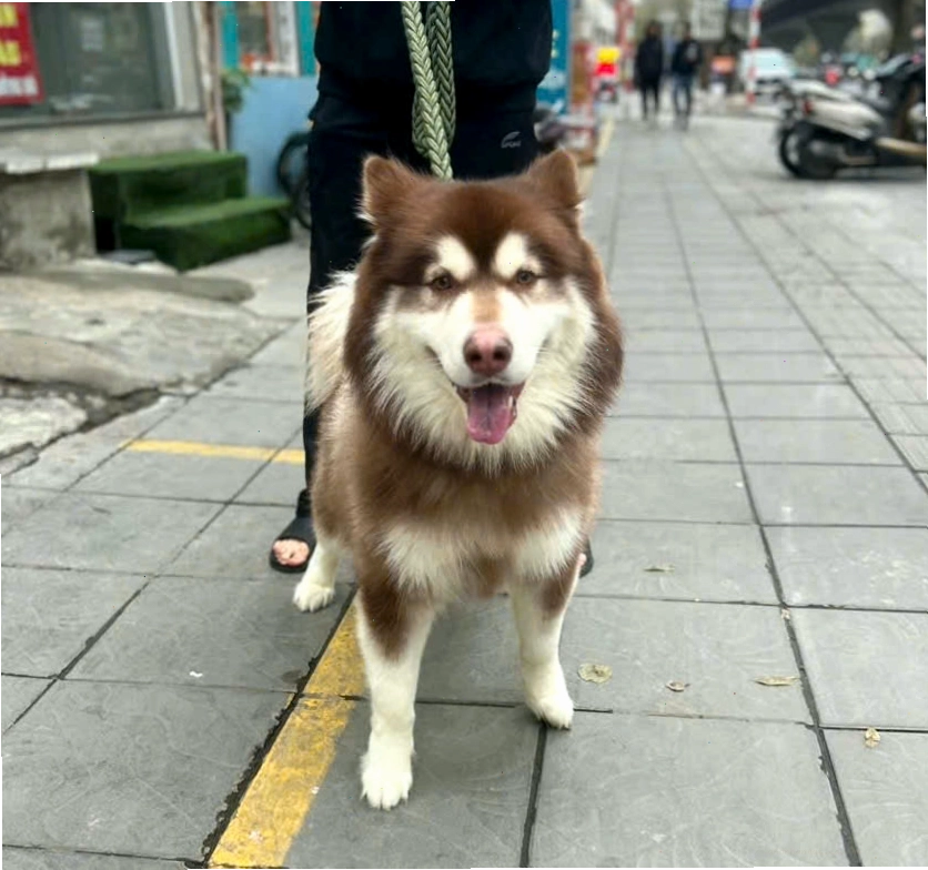 Chó Alaska trưởng thành oai vệ