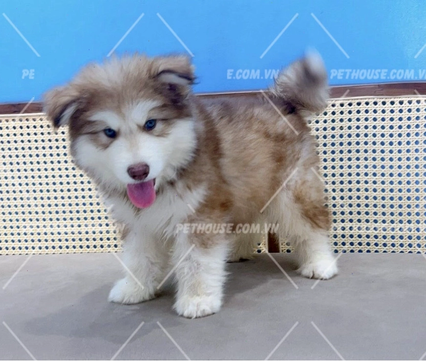 Chú chó Alaska con thuần chủng với vẻ ngoài bụ bẫm đáng yêu