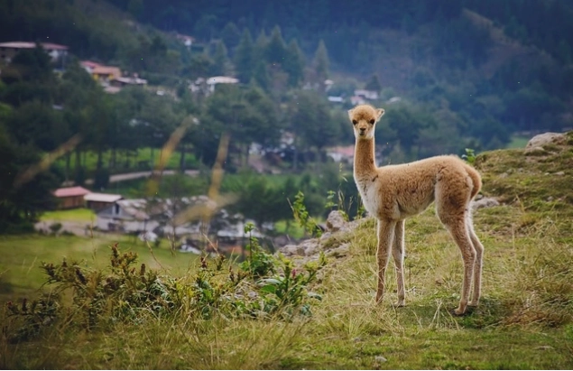 Ảnh chibi loài lạc đà Vicuna trong môi trường hoang dã
