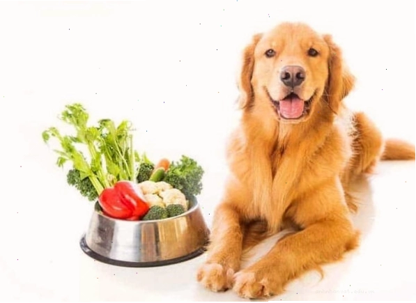 Cân nhắc bổ sung các thức ăn dinh dưỡng để tránh tình trạng bé chó run liên tục