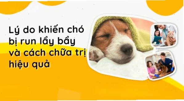 Có rất nhiều các lý do khiến các bé chó bị run