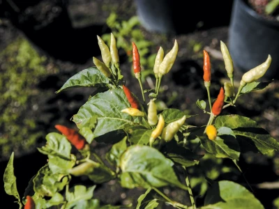 Khám Phá "Pepper Family": Hành Trình Đầy Biến Động và Ý Nghĩa Gia Đình